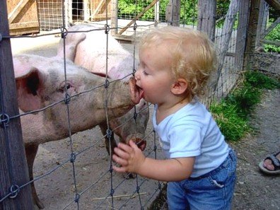 Swine Flew Kiss Swine Flu Prevention Methods Ignored